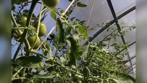 my tomato crop in the greenhouse