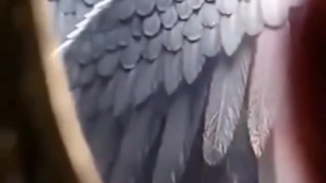 Jesus Está Voltando, Você Como Estás...?