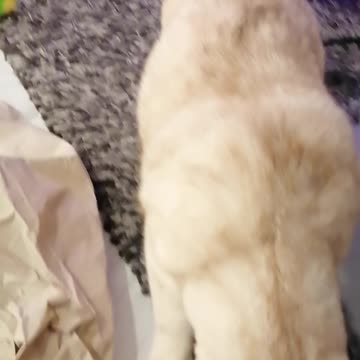 Sometimez Da Hairy Son iz Chillin