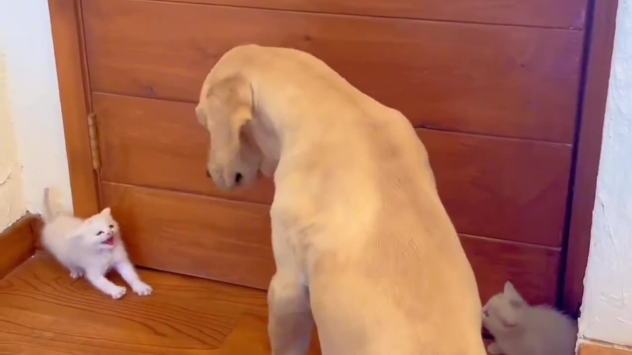 Dog kitten playing