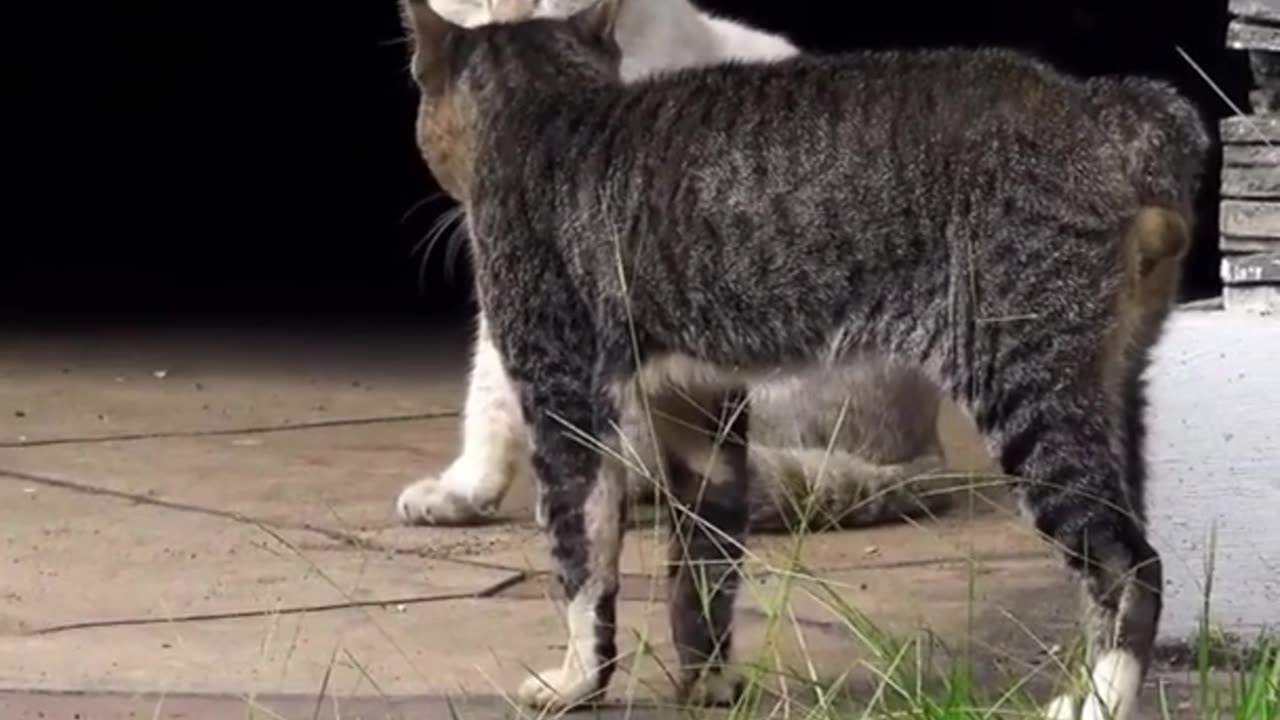 Two real Cats fight compilation videos 2023
