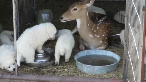 Deer Plays With Puppies at Farm