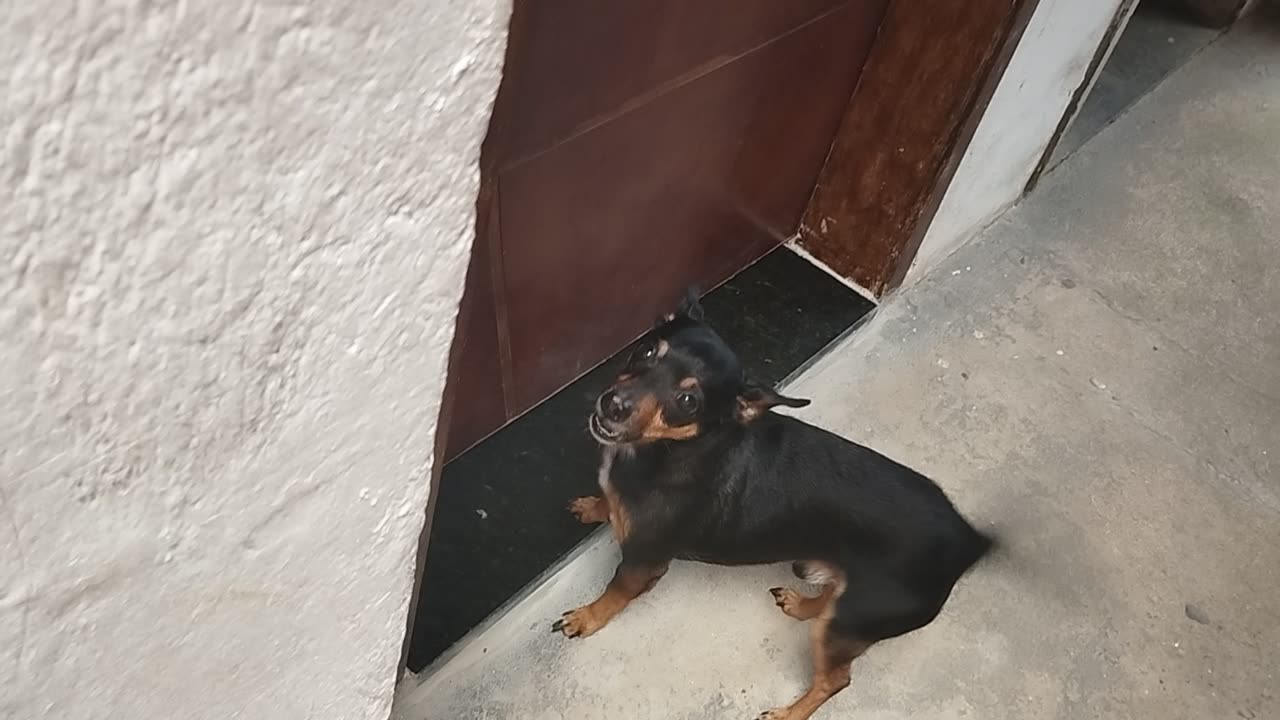 O cachorro 🐶 esperto