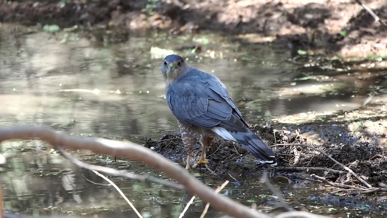 Cooper's Hawk at the Reach 11 Bullfrog Pond