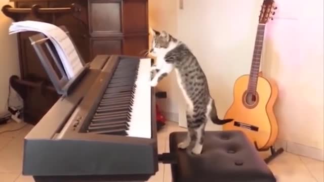 Funniest Cats 😹 - Don't try to hold back Laughter 😂 - heheVids