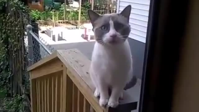 The talking cat
