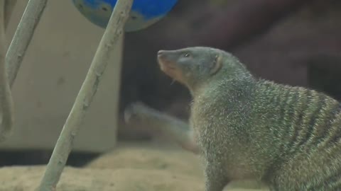 Looks like the striped meerkat loves the new feeding ball