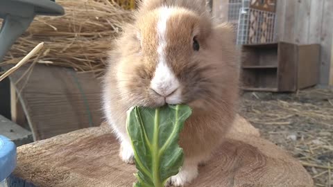 お上品な食べ方をする♪けやきちゃん🐇