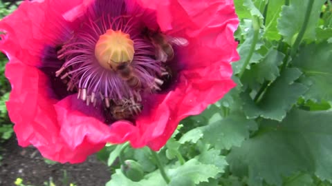 Bees and Poppy Bienen und Mohn