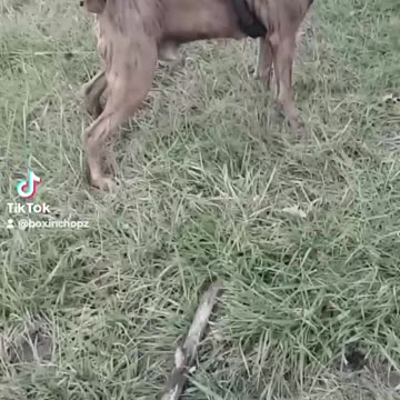 Chopz Vibez Wait For Drop