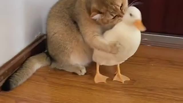 Cat and Duke a funny Animals