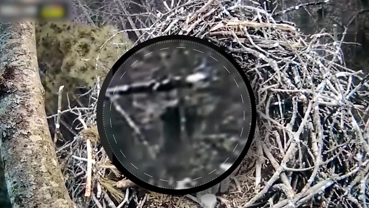 Most Disturbing Trail Cam Footage That Will Leave You Unsttled