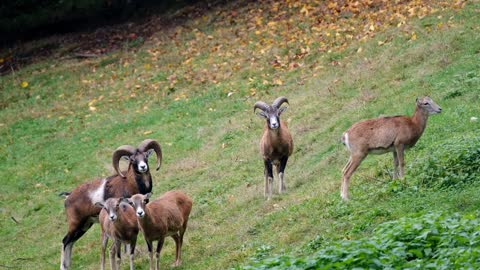 goats eat grass