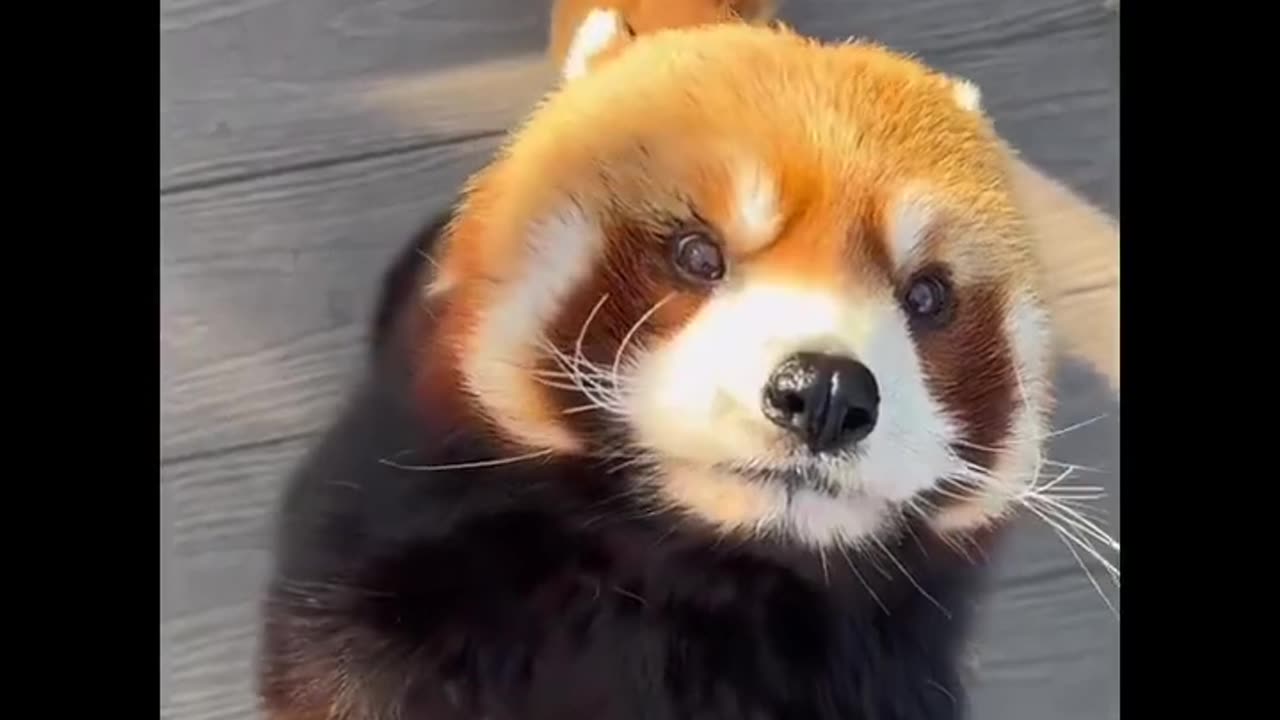 😍😍 #cute #panda #redpanda #animals #funny #shorts