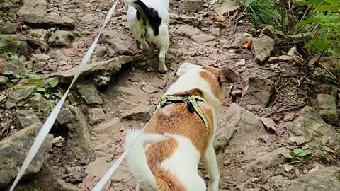 Rugged hiking @ Clifty Falls State Park, Madison, IN