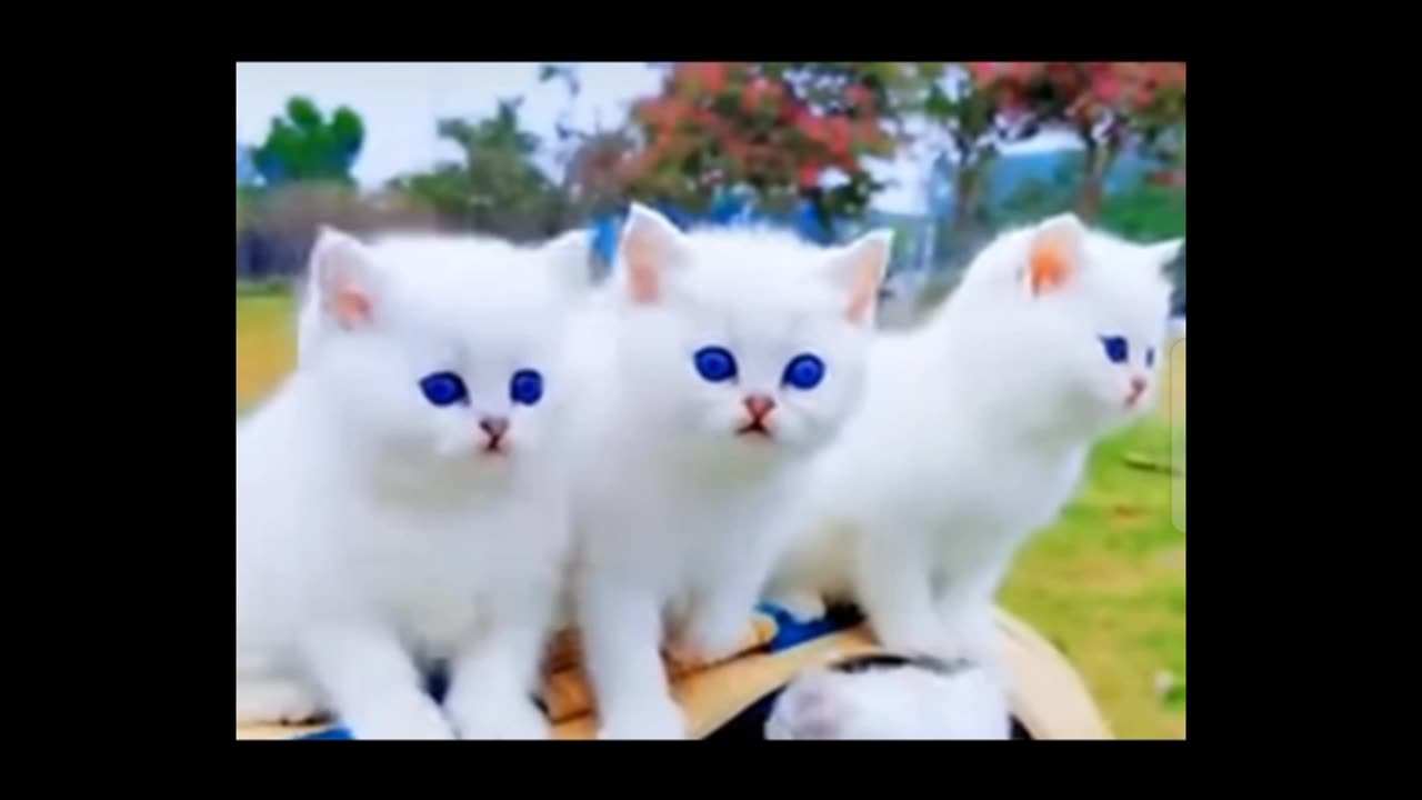 Cat's beautiful