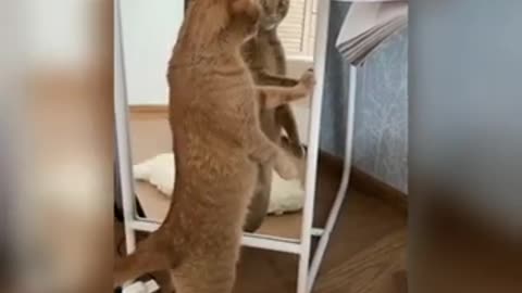 Funny cats try not to luagh😂😂