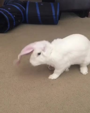 Bunny rabbit likes to chase his own ears