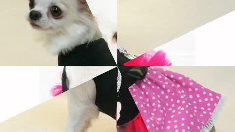 Dog whering cloth it's look very smart