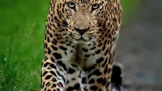 Everything can change. The leopard can change