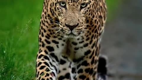Everything can change. The leopard can change