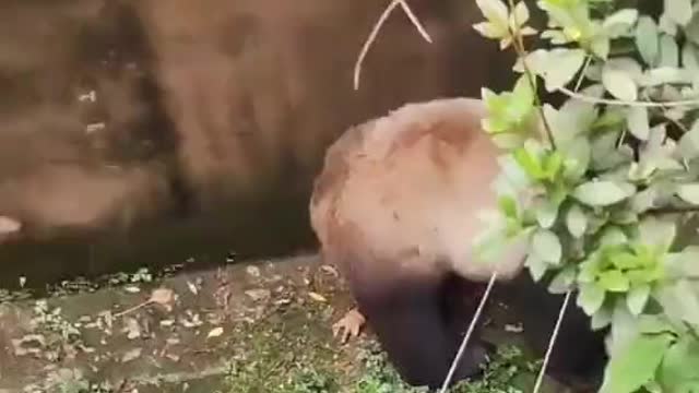 Don't know how this species stayed alive for so many years