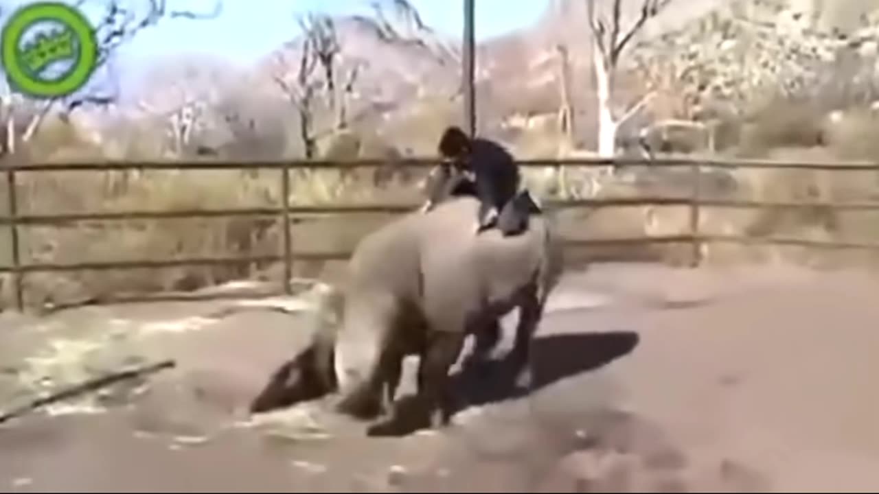 🌟 Revealing the Incredible: Astonishing Animals in Motion! 🎥🐾