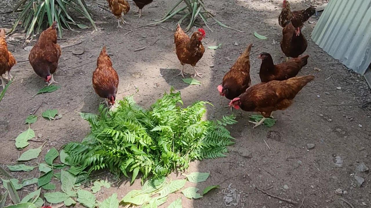 Chicken Farmimg