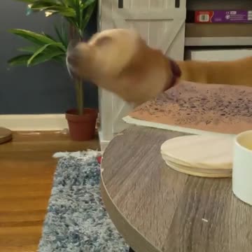 Hilarious Sleepy Dog Immediately Wakes Up