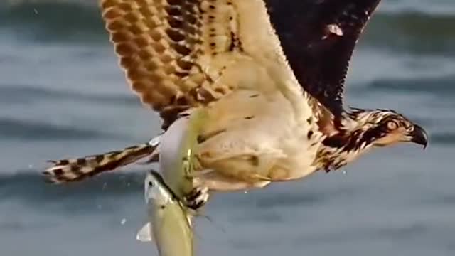 A fishosprey catches two fish