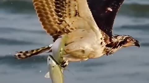 A fishosprey catches two fish