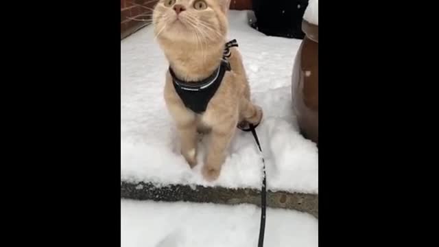 Cute cat enjoying snow falls in 2021