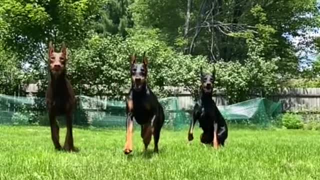 Dog training