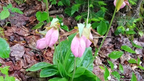 Slipper Orchids