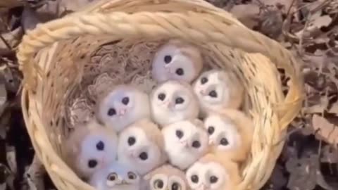 Cute owls