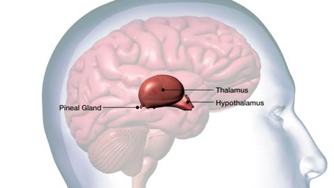 The pineal gland - GSK Taj Tari Bey & Dr. G