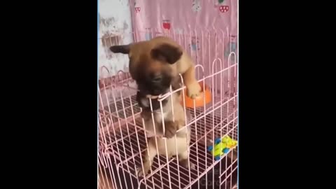 Best Funny Animal Videos of the year 2024, funniest animals ever relax with cute animals video