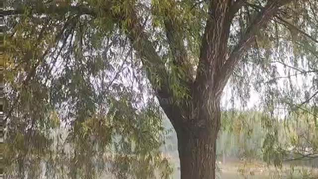 There is a tree growing near the lake
