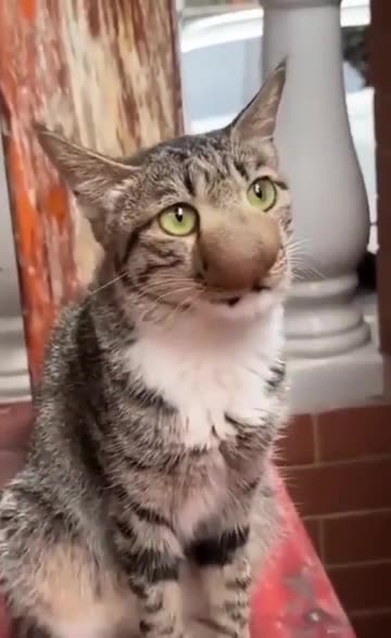 Cat : 0 Bee : 1 @SonataEmma