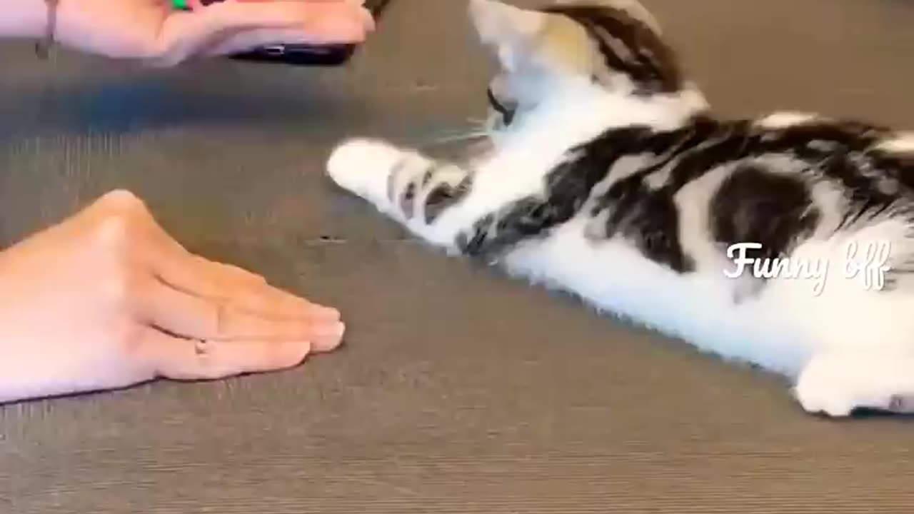 Cute cat video