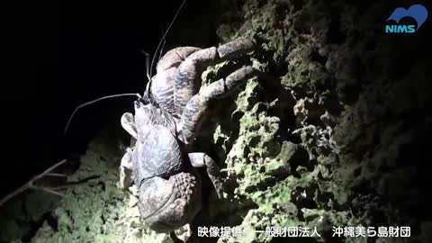 最強！ヤシガニのハサミの秘密から新材料を生み出せ (Powerful coconut crab claws hint at new materials)_1