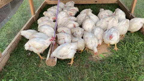 Meat Birds 09.2023