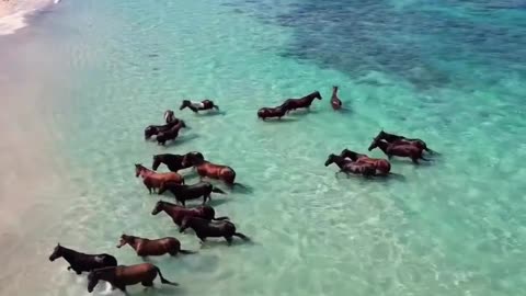 Sumba Island Indonesia