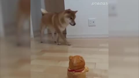 funy animal