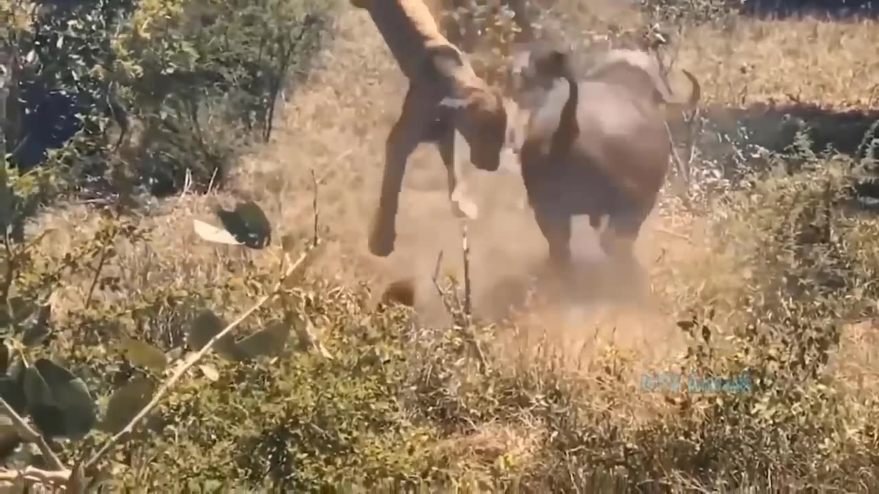 Angry hippo attack lion crushes car with its wide mouth wild animal