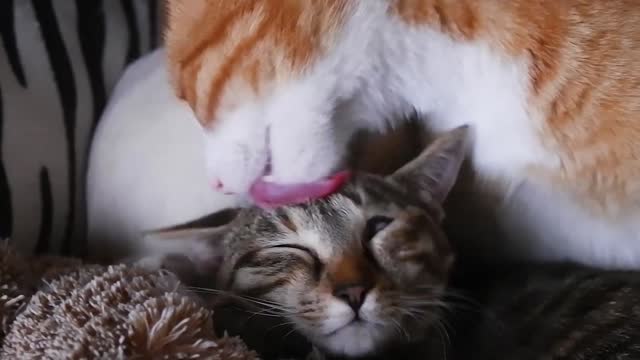 cat licking the cute cat brother