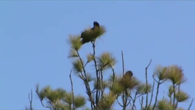 Blackbirds responding to distant others