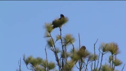 Blackbirds responding to distant others