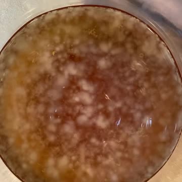 DAY 5 SCOBY UPDATE!