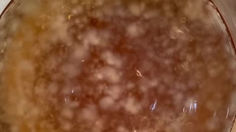 DAY 5 SCOBY UPDATE!